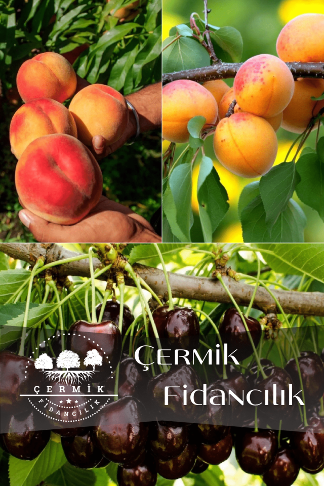 3 Çeşit Karışık Meyve Fidanı Şeftali , Şekerpare Kayısı Ve Kara Kiraz