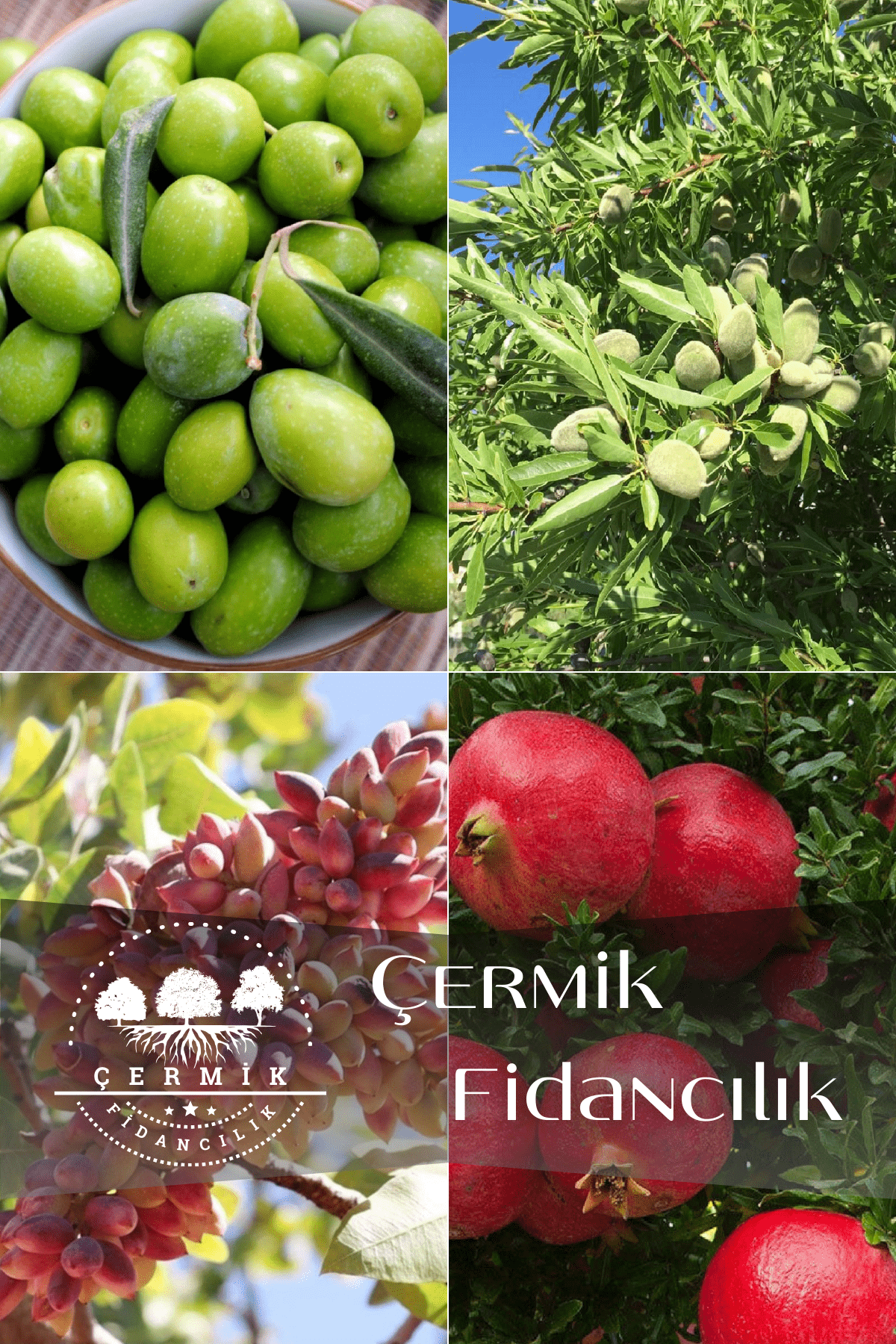 4 Çeşit Karışık Meyve Fidanı Zeytin , Badem , Antep Fıstığı ve Nar
