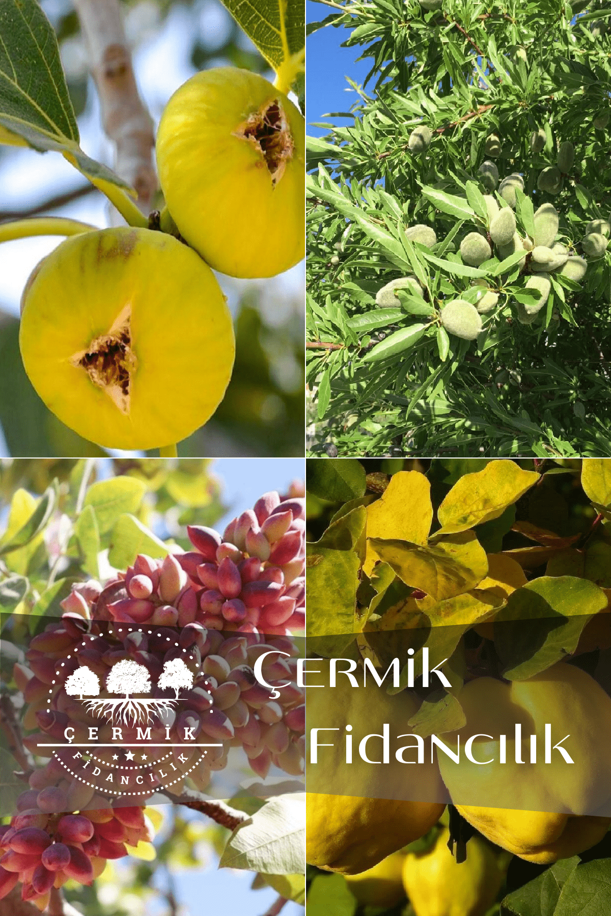 4 Çeşit Karışık Meyve Fidanı İncir , Badem , Antep Fıstığı ve Ayva