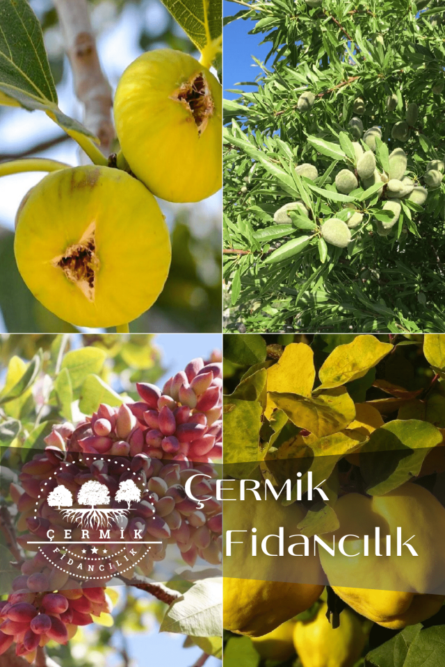 4 Çeşit Karışık Meyve Fidanı İncir , Badem , Antep Fıstığı ve Ayva