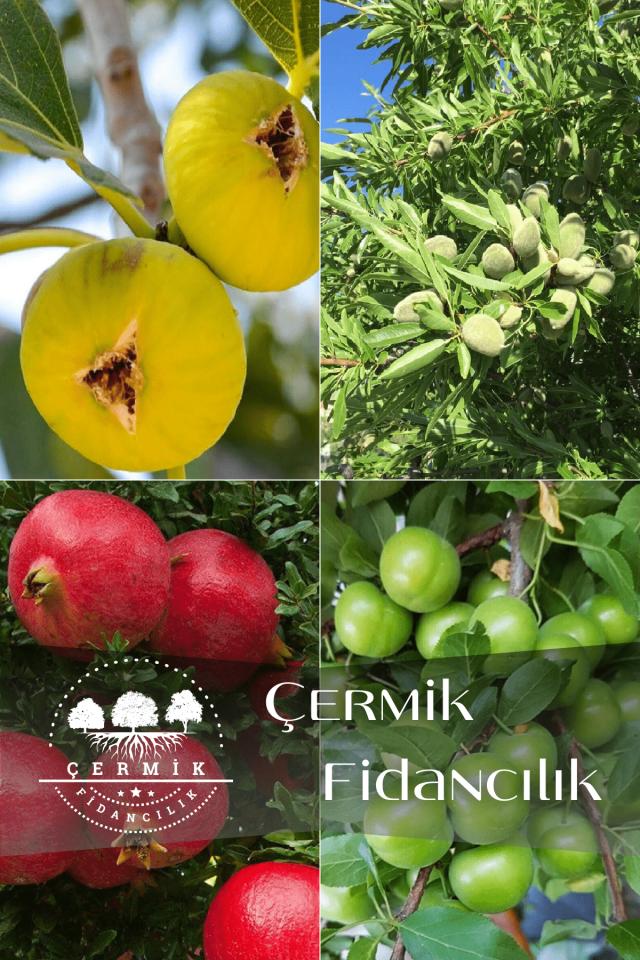 4 Çeşit Karışık Meyve Fidanı İncir , Badem , Nar ve Can Erik