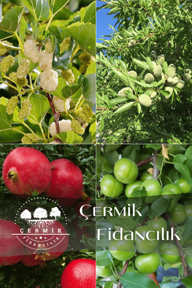 4 Çeşit Karışık Meyve Fidanı Dut , Badem , Nar ve Can Erik