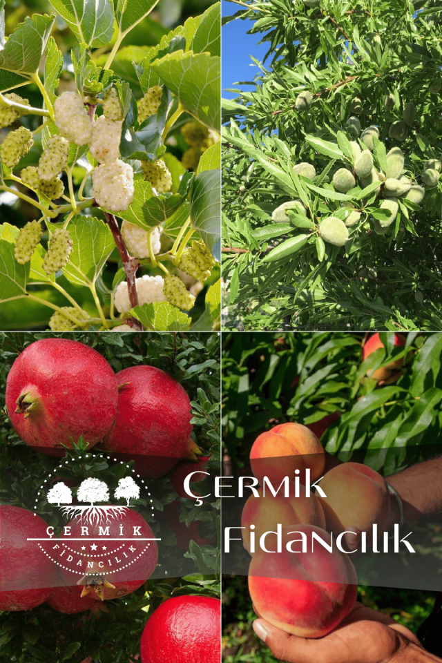 4 Çeşit Karışık Meyve Fidanı Dut , Badem , Nar ve Şeftali