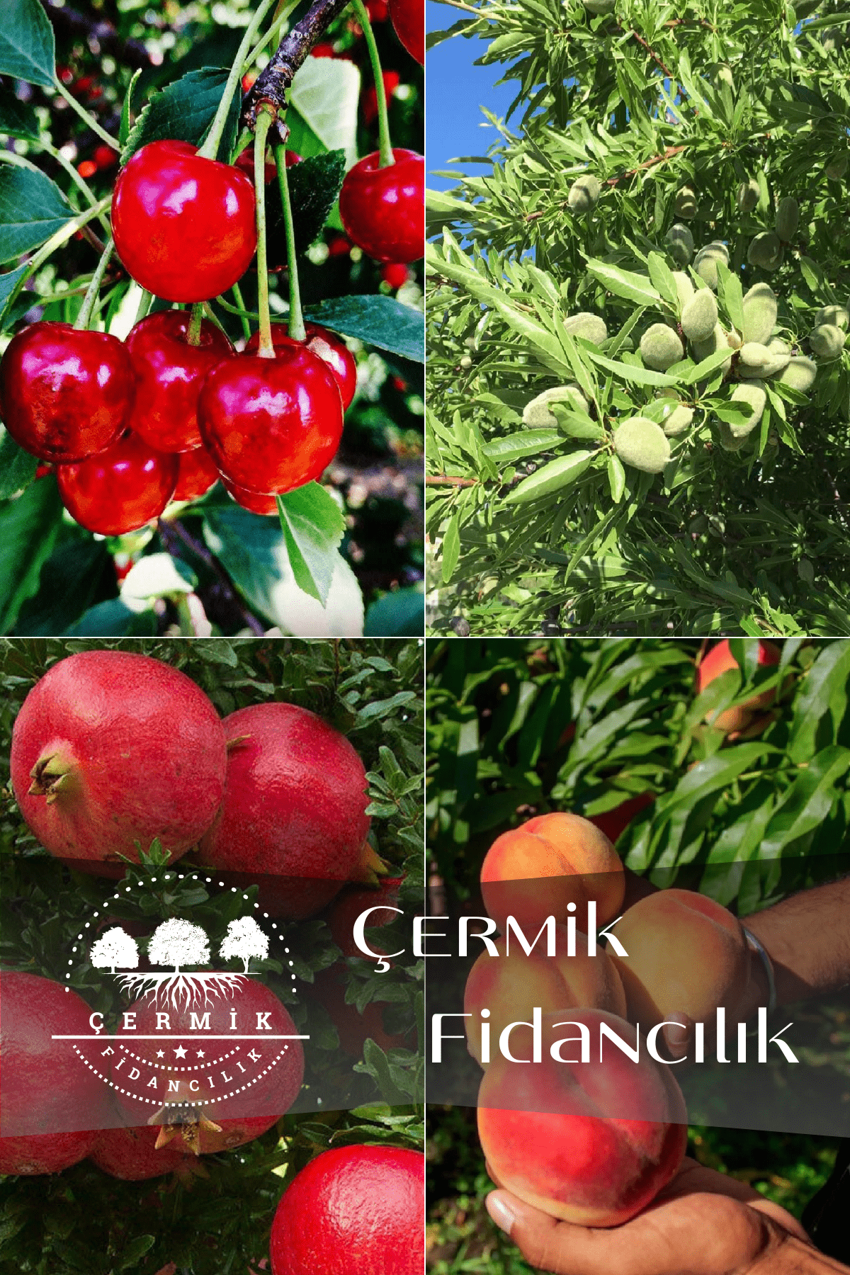 4 Çeşit Karışık Meyve Fidanı Vişne , Badem , Nar ve Şeftali