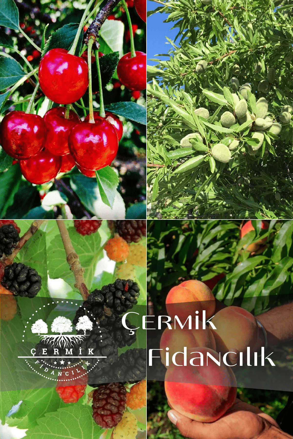 4 Çeşit Karışık Meyve Fidanı Vişne , Badem , Kara Dut ve Şeftali