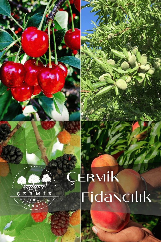 4 Çeşit Karışık Meyve Fidanı Vişne , Badem , Kara Dut ve Şeftali