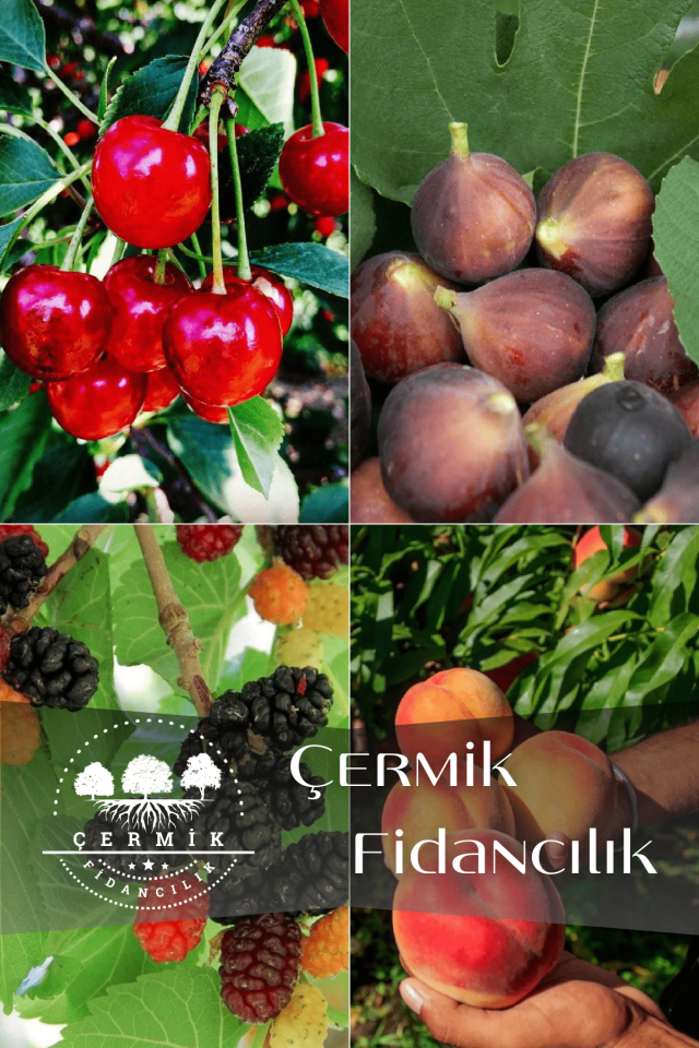4 Çeşit Karışık Meyve Fidanı Vişne , Siyah İncir , Kara Dut ve Şeftali