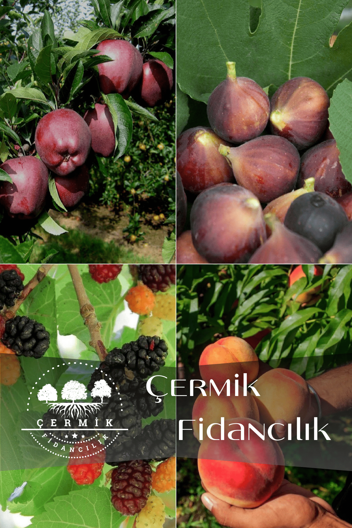 4 Çeşit Karışık Meyve Fidanı Kırmızı Elma , Siyah İncir , Kara Dut ve Şeftali