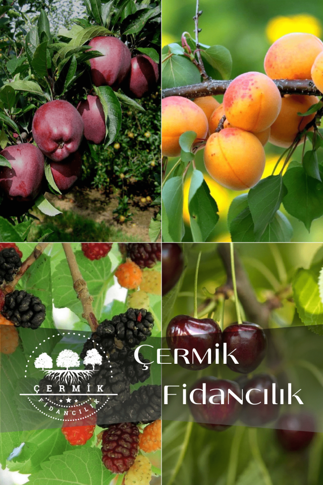 4 Çeşit Karışık Meyve Fidanı Kırmızı Elma , Kayısı , Kara Dut ve Kiraz