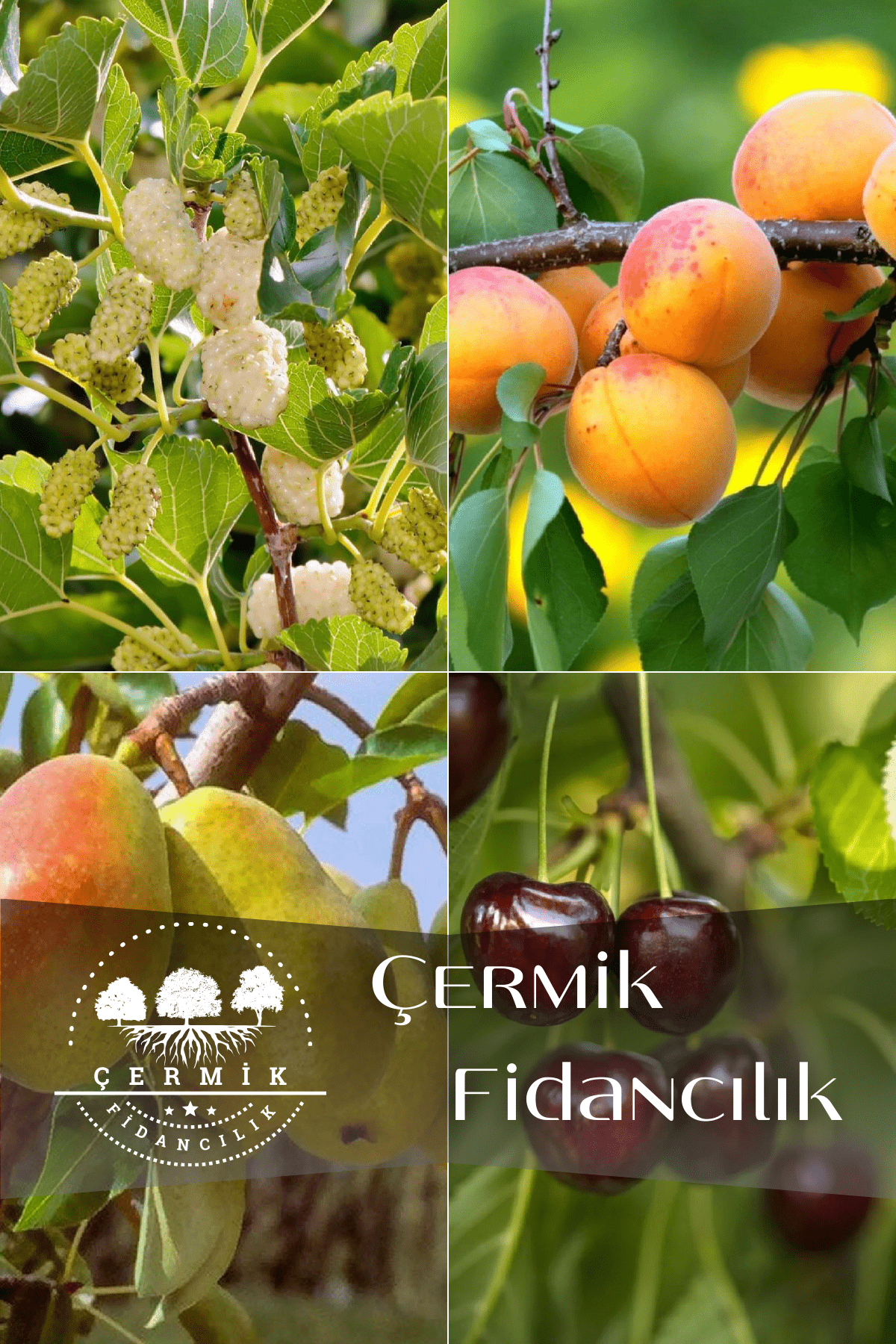 4 Çeşit Karışık Meyve Fidanı Beyaz Dut , Kayısı , Armut  ve Kiraz