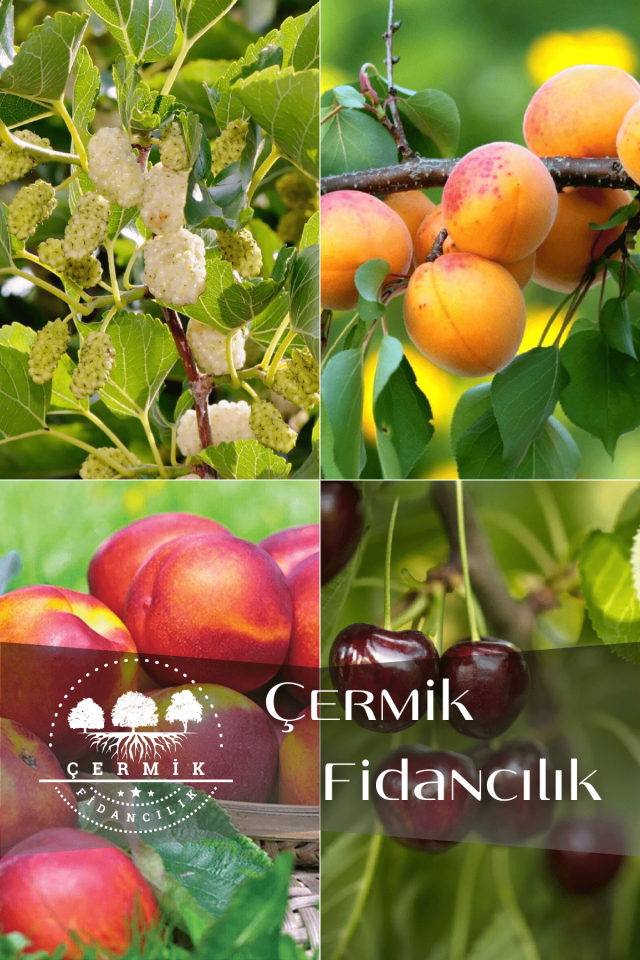 4 Çeşit Karışık Meyve Fidanı Beyaz Dut , Kayısı , Nektarin ve Kiraz
