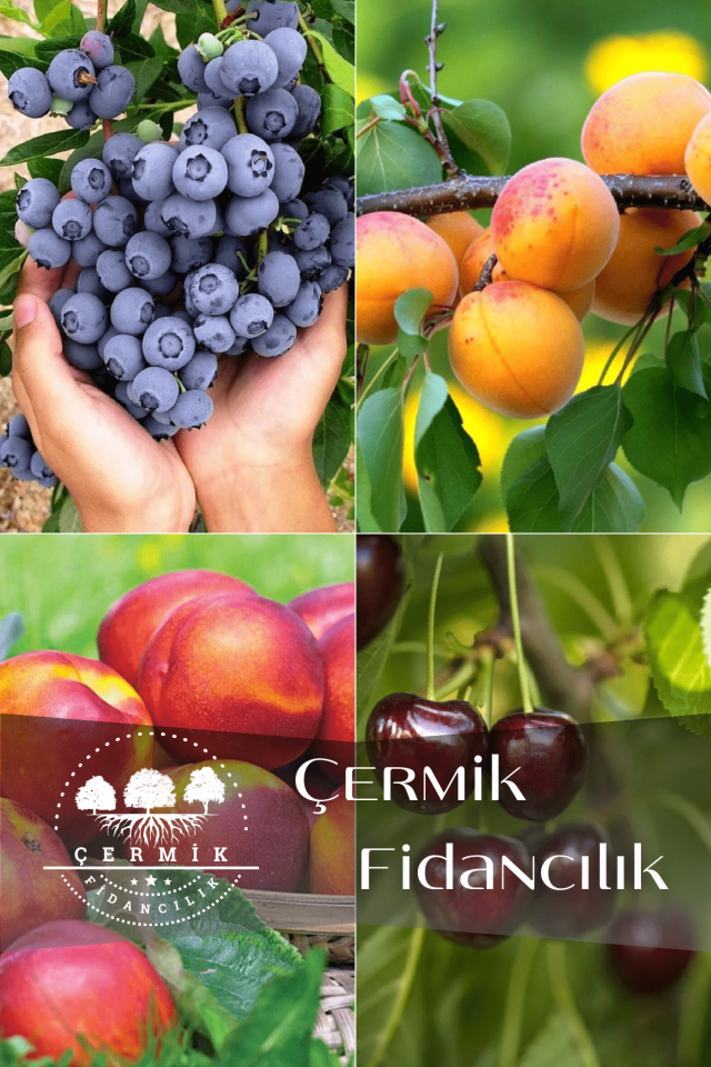 4 Çeşit Karışık Meyve Fidanı Yaban Mersini , Kayısı , Nektarin ve Kiraz