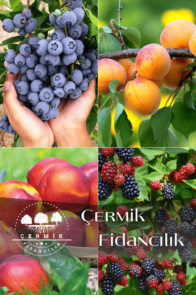 4 Çeşit Karışık Meyve Fidanı Yaban Mersini , Kayısı , Nektarin ve Böğürtlen