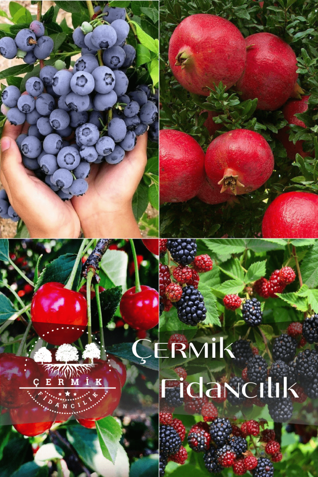 4 Çeşit Karışık Meyve Fidanı Yaban Mersini , Nar , Vişne ve Böğürtlen