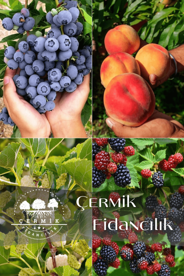 4 Çeşit Karışık Meyve Fidanı Yaban Mersini , Şeftali , Beyaz Dut ve Böğürtlen