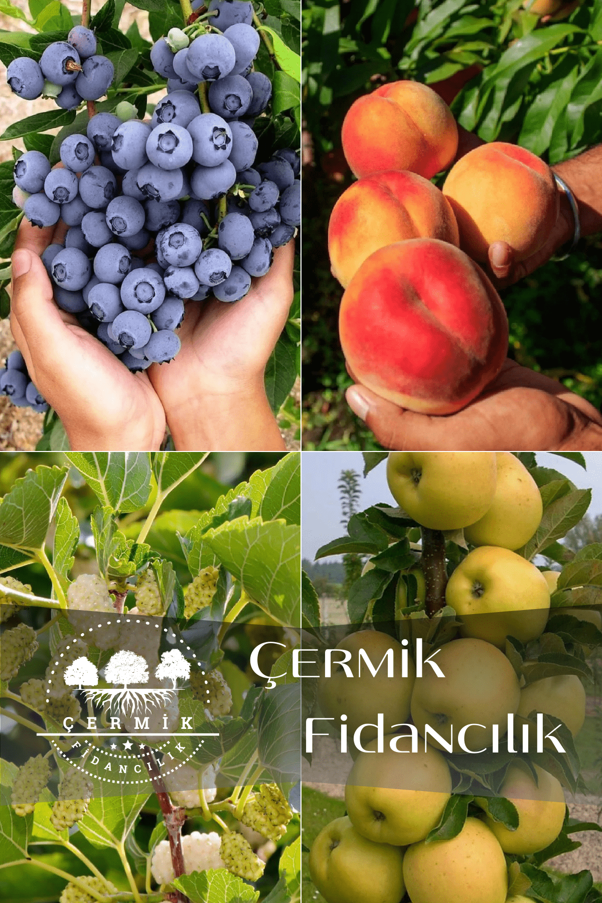 4 Çeşit Karışık Meyve Fidanı Yaban Mersini , Şeftali , Beyaz Dut ve Elma