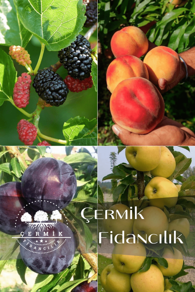 4 Çeşit Karışık Meyve Fidanı Kara Dut , Şeftali , Kara Erik ve Elma