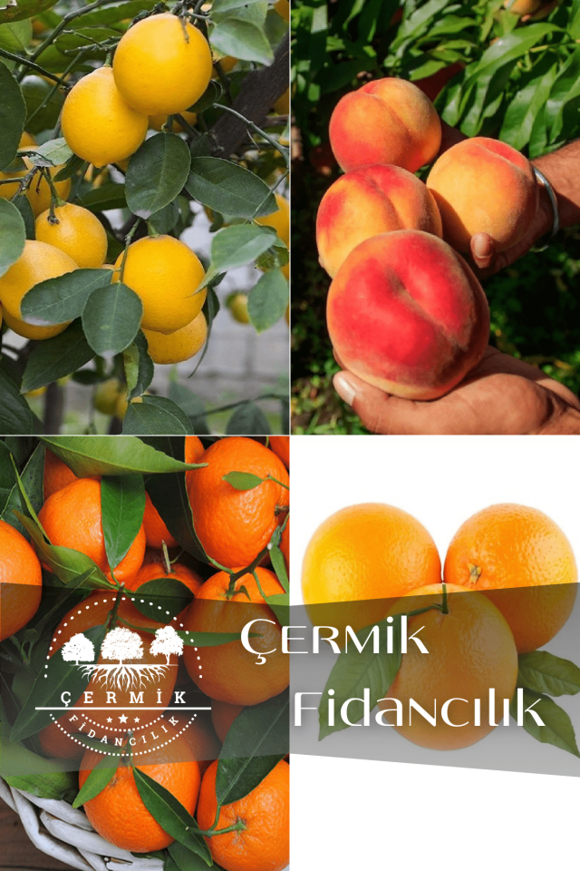 4 Çeşit Karışık Meyve Fidanı Limon , Şeftali , Mandalina  ve Portakal