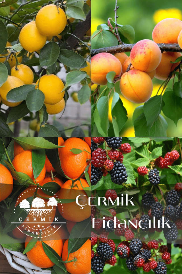 4 Çeşit Karışık Meyve Fidanı Limon , Kayısı , Mandalina  ve Böğürtlen