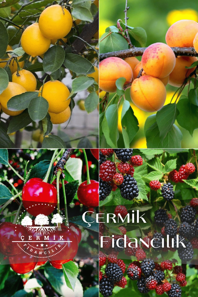 4 Çeşit Karışık Meyve Fidanı Limon , Kayısı , Vişne ve Böğürtlen