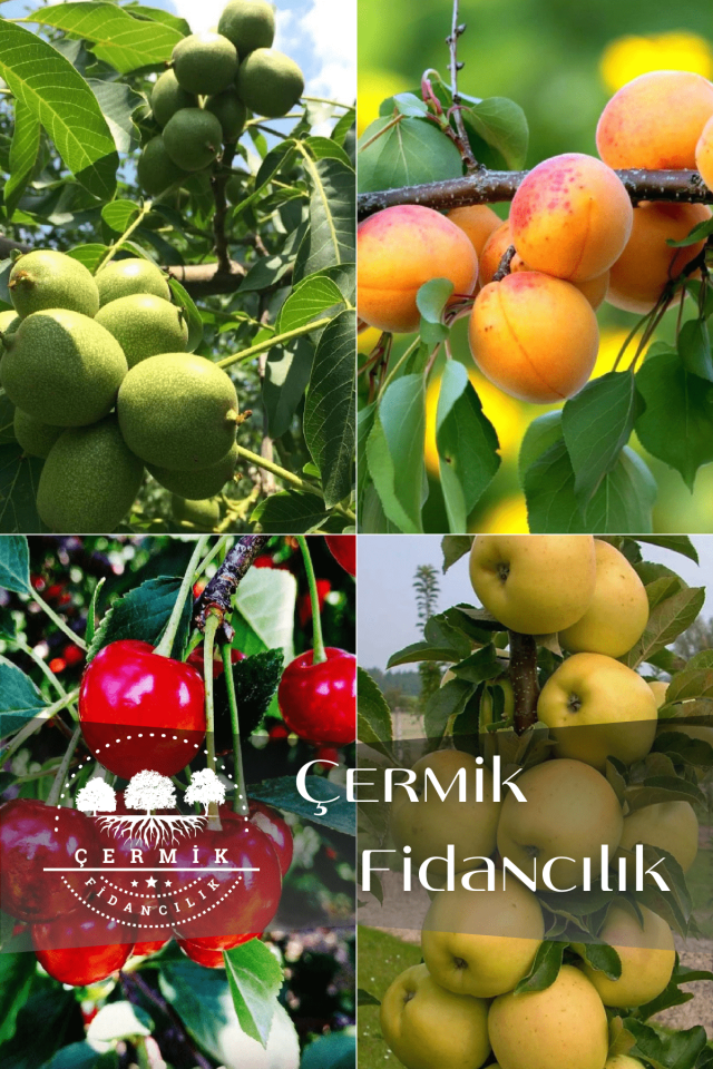 4 Çeşit Karışık Meyve Fidanı Ceviz , Kayısı , Vişne ve Elma