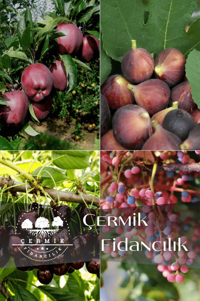 4 Çeşit Karışık Meyve Fidanı Kırmızı Elma , Siyah İncir , Kara Kiraz ve Menengiç