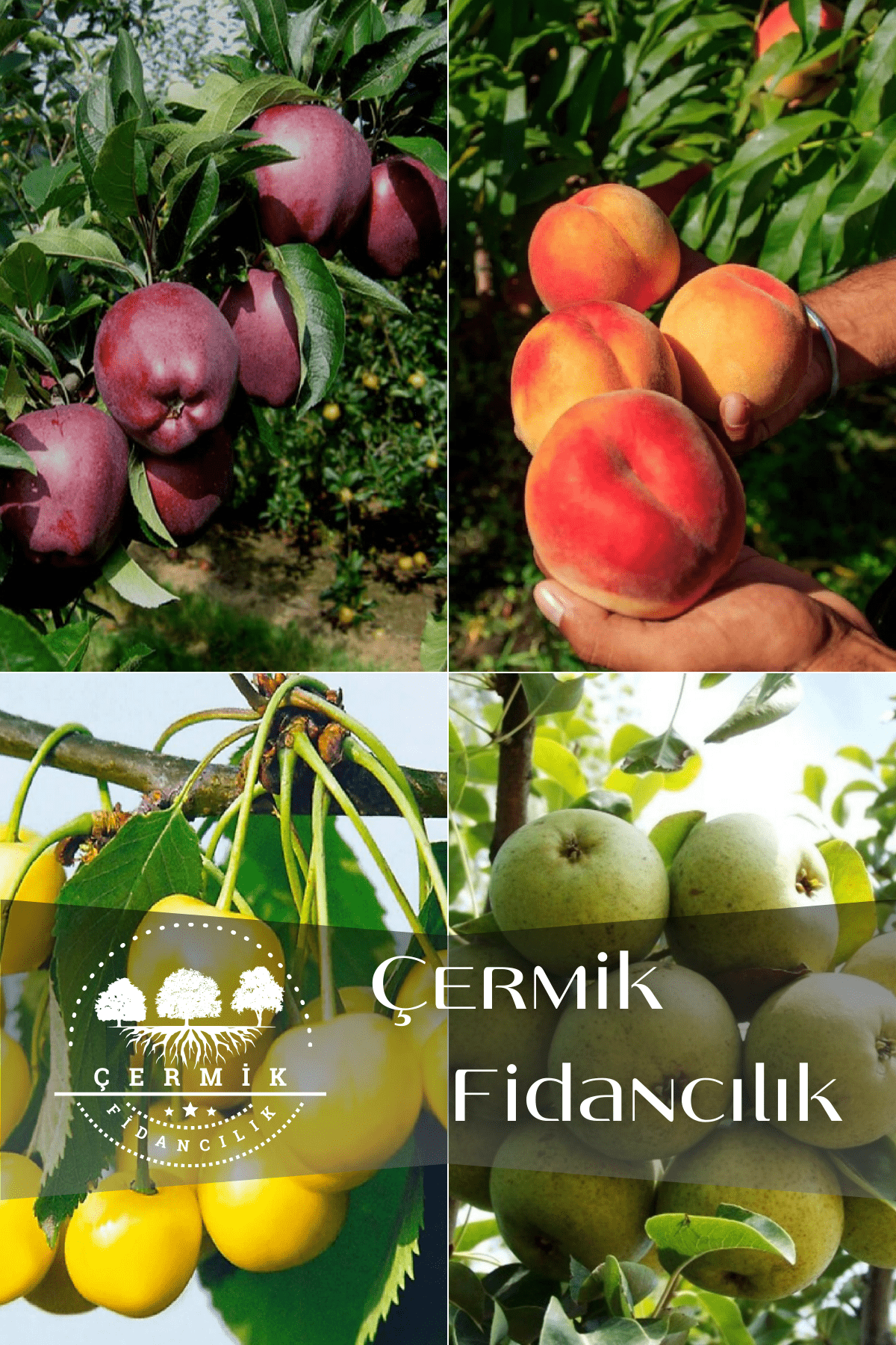 4 Çeşit Karışık Meyve Fidanı Kırmızı Elma , Şeftali , Sarı Kiraz ve Armut