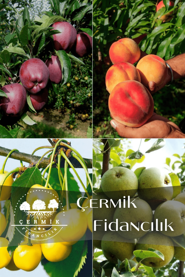 4 Çeşit Karışık Meyve Fidanı Kırmızı Elma , Şeftali , Sarı Kiraz ve Armut