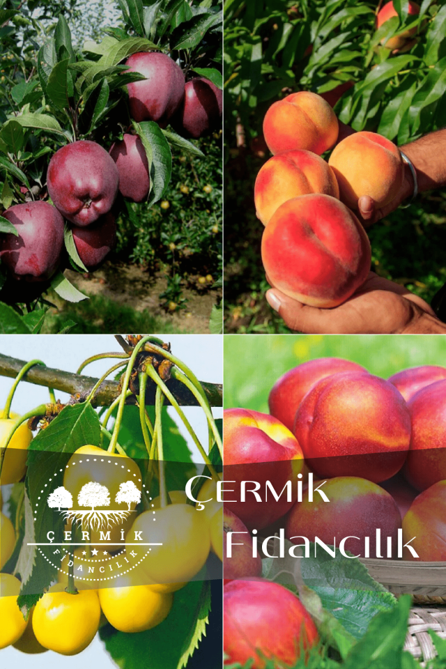 4 Çeşit Karışık Meyve Fidanı Kırmızı Elma , Şeftali , Sarı Kiraz ve Nektarin