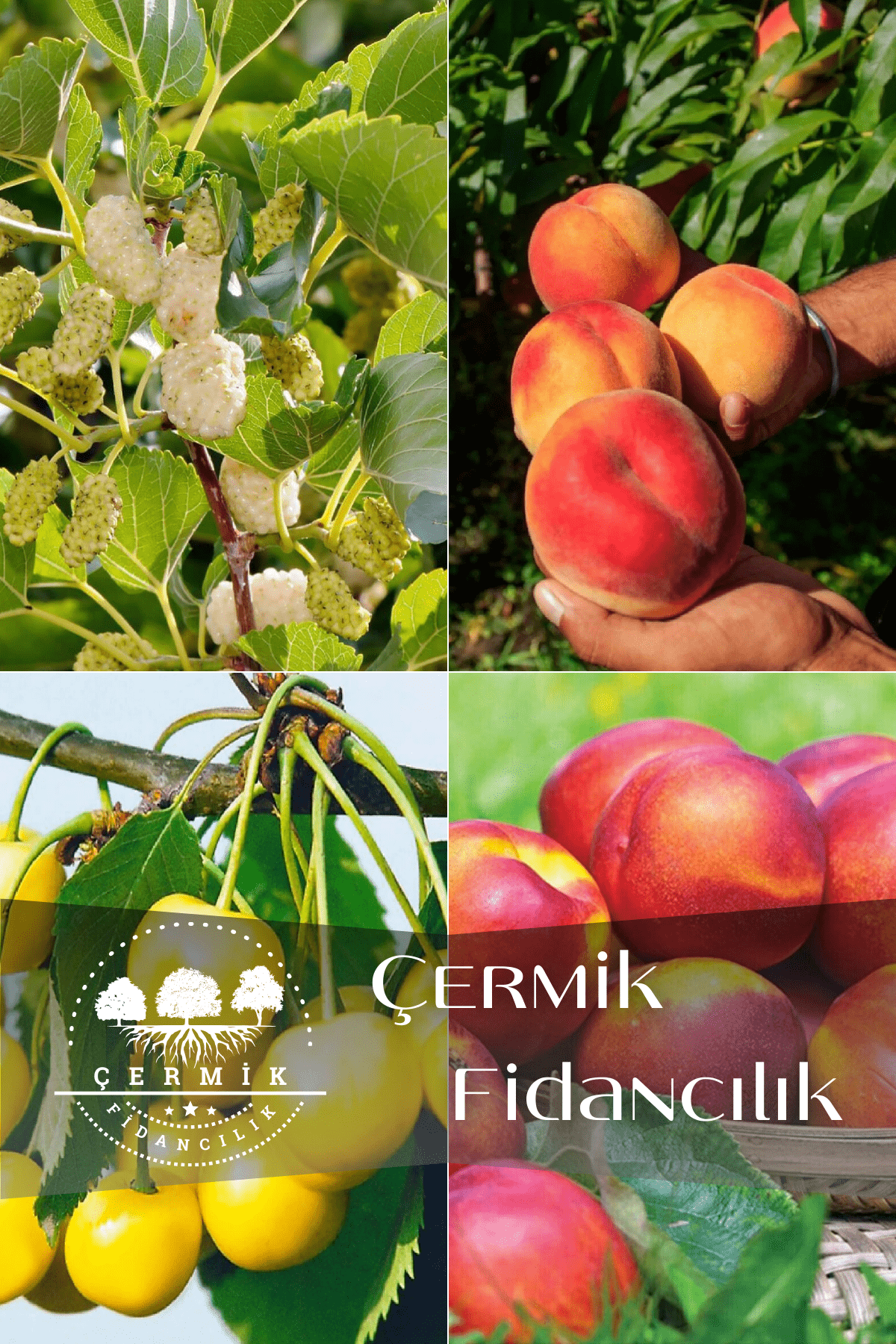 4 Çeşit Karışık Meyve Fidanı Beyaz Dut , Şeftali , Sarı Kiraz ve Nektarin