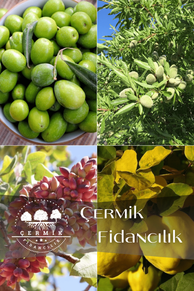 4 Çeşit Karışık Meyve Fidanı Zeytin  , Badem , Antep Fıstığı ve Ayva