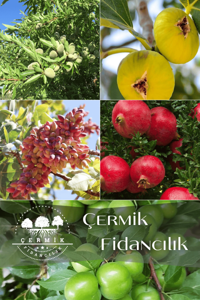 5 Çeşit Karışık Meyve Fidanı Badem , İncir , Nar, Antep Fıstığı Ve Erik