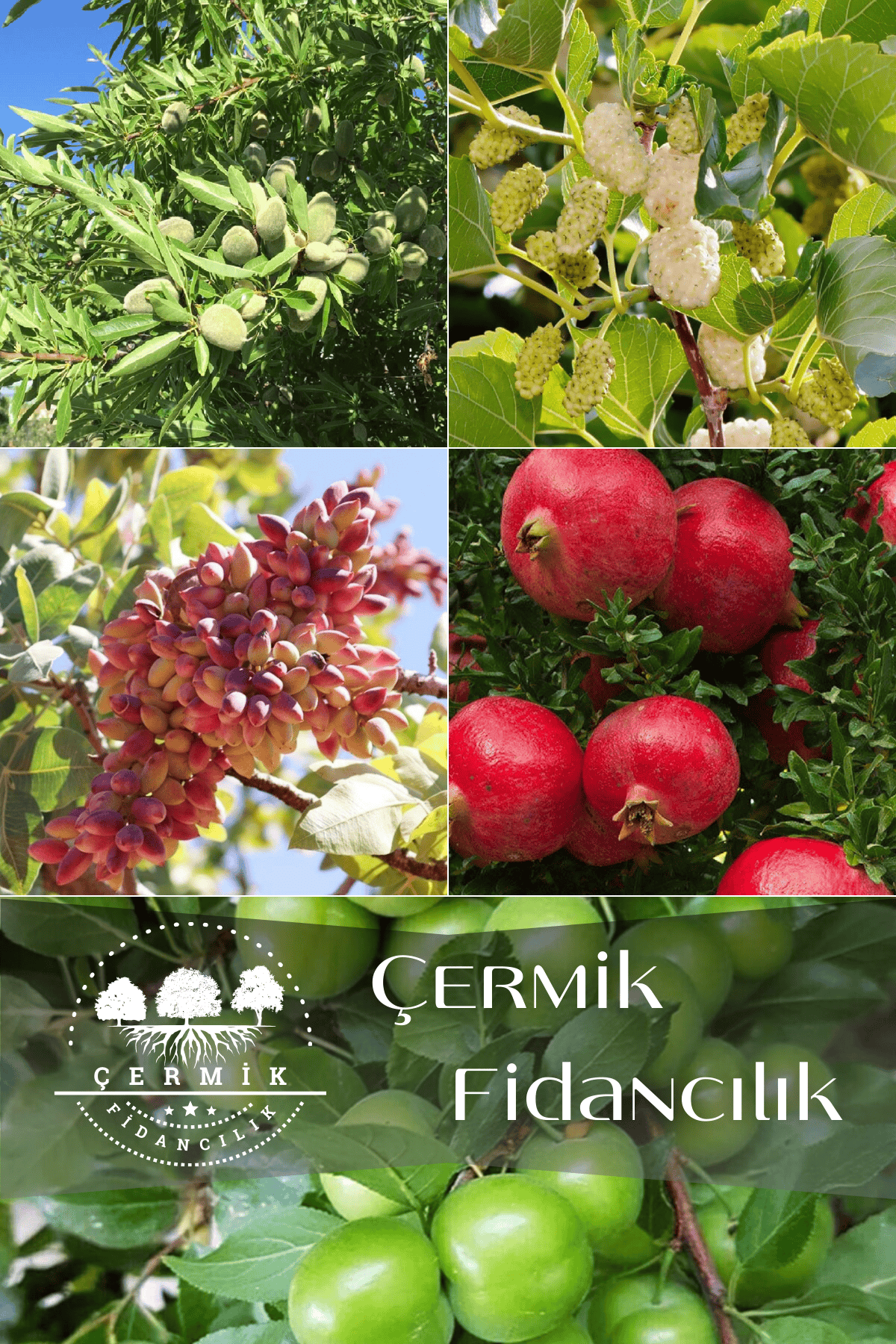 5 Çeşit Karışık Meyve Fidanı Badem , Dut , Nar, Antep Fıstığı Ve Erik