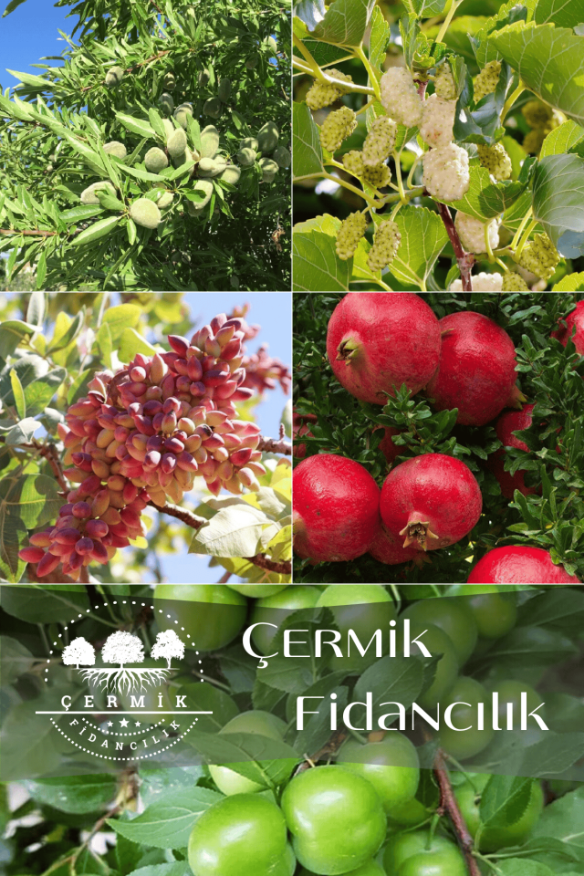 5 Çeşit Karışık Meyve Fidanı Badem , Dut , Nar, Antep Fıstığı Ve Erik