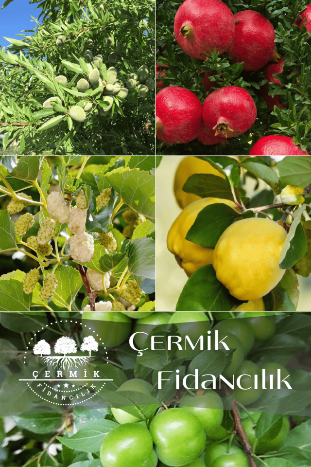 5 Çeşit Karışık Meyve Fidanı Badem , Ayva, Nar, Beyaz Dut Ve Erik