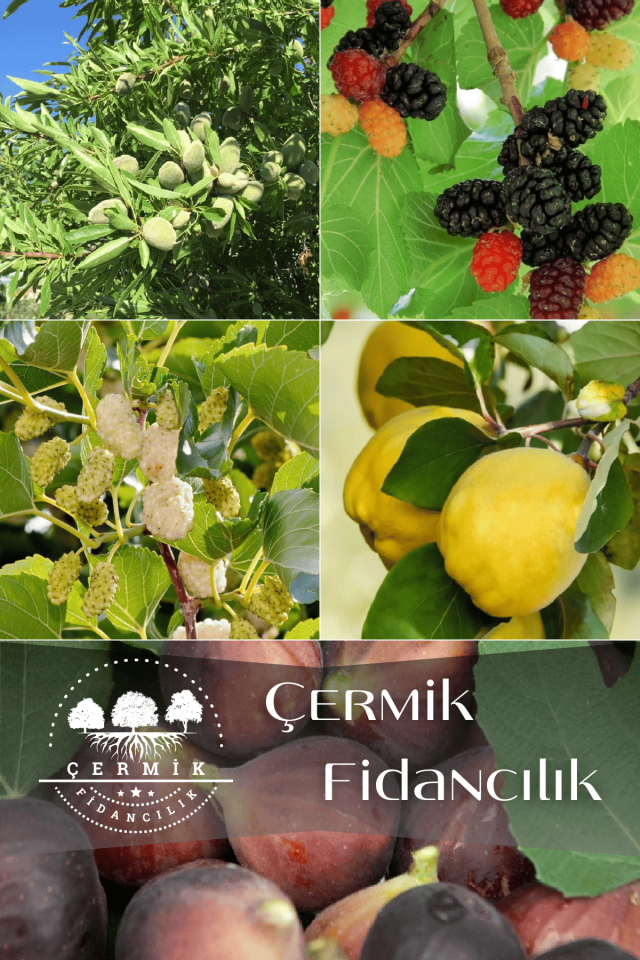 5 Çeşit Karışık Meyve Fidanı Badem , Ayva, Kara Dut , Beyaz Dut Ve Siyah İncir