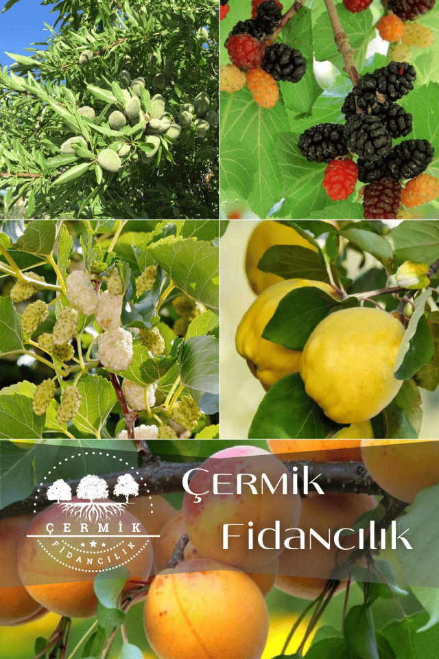 5 Çeşit Karışık Meyve Fidanı Badem , Ayva, Kara Dut , Beyaz Dut Ve Kayısı