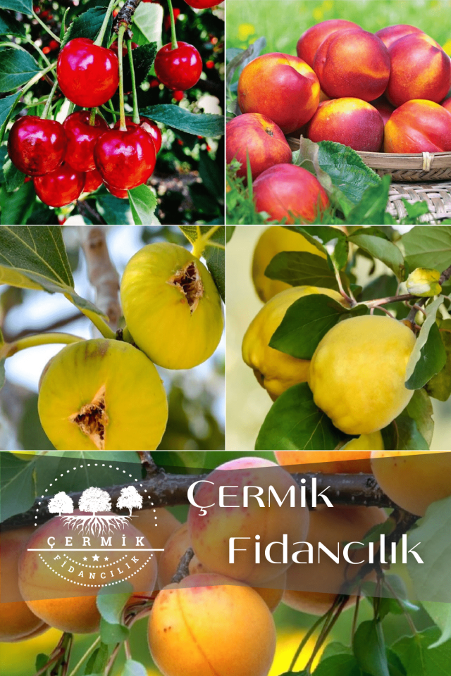 5 Çeşit Karışık Meyve Fidanı Vişne , Ayva, Nektarin , İncir Ve Kayısı