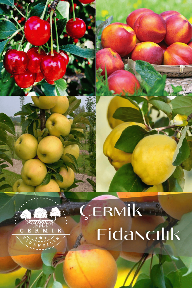 5 Çeşit Karışık Meyve Fidanı Vişne , Ayva, Nektarin , Elma Ve Kayısı