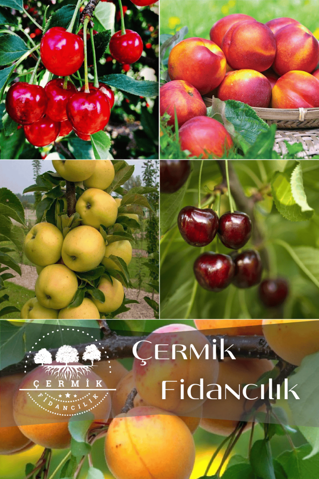 5 Çeşit Karışık Meyve Fidanı Vişne , Kiraz , Nektarin , Elma Ve Kayısı