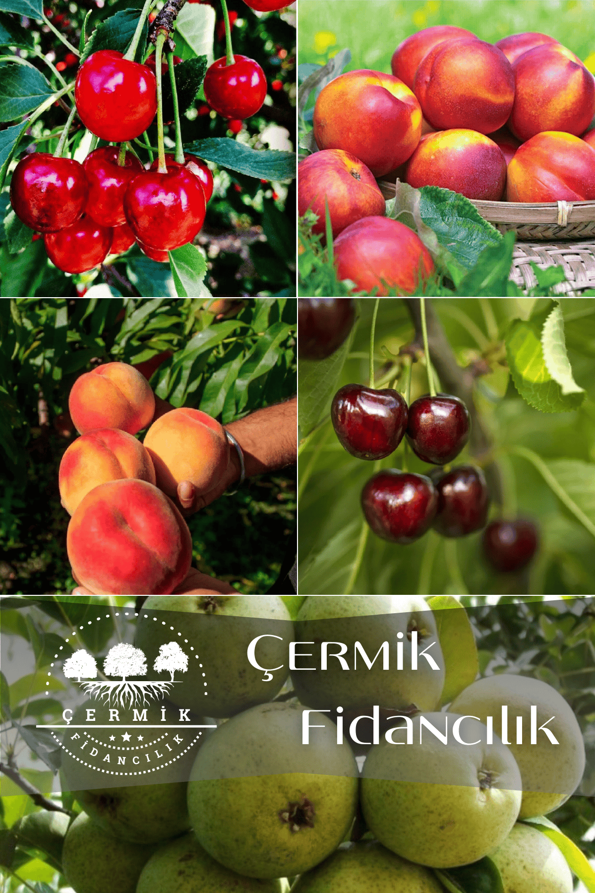 5 Çeşit Karışık Meyve Fidanı Vişne , Kiraz , Nektarin , Şeftali Ve Armut