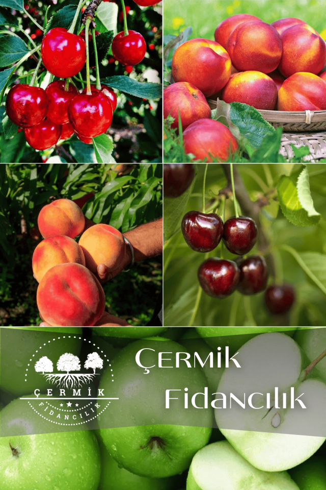 5 Çeşit Karışık Meyve Fidanı Vişne , Kiraz , Nektarin , Şeftali Ve Elma