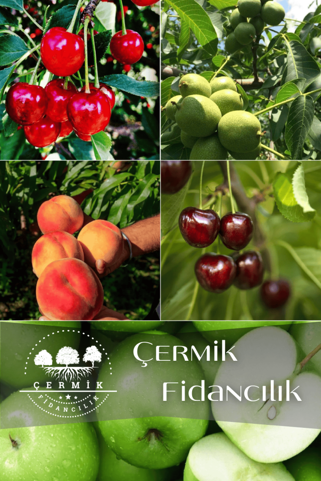 5 Çeşit Karışık Meyve Fidanı Vişne , Kiraz , Ceviz, Şeftali Ve Elma