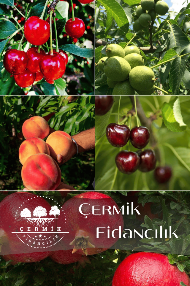 5 Çeşit Karışık Meyve Fidanı Vişne , Kiraz , Ceviz, Şeftali Ve Nar