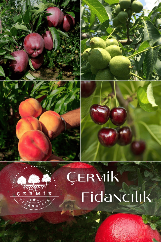 5 Çeşit Karışık Meyve Fidanı Kırmızı Elma , Kiraz , Ceviz, Şeftali Ve Nar