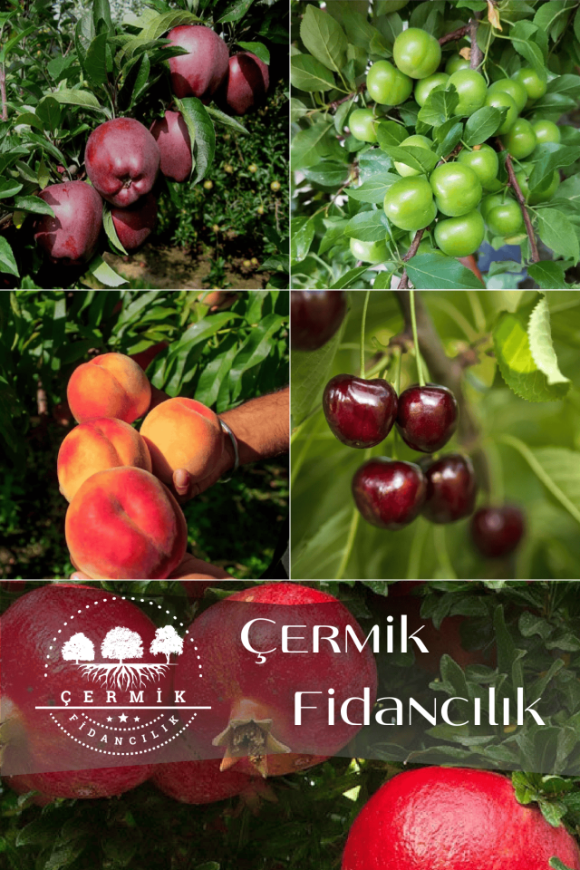 5 Çeşit Karışık Meyve Fidanı Kırmızı Elma , Kiraz , Erik , Şeftali Ve Nar
