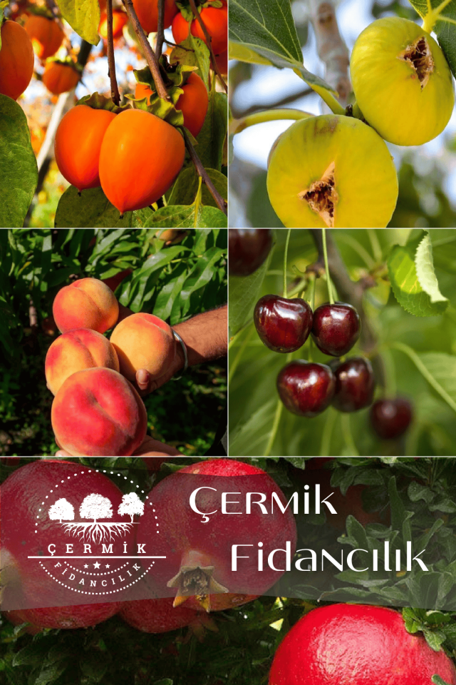 5 Çeşit Karışık Meyve Fidanı Hurma  , Kiraz , İncir , Şeftali Ve Nar