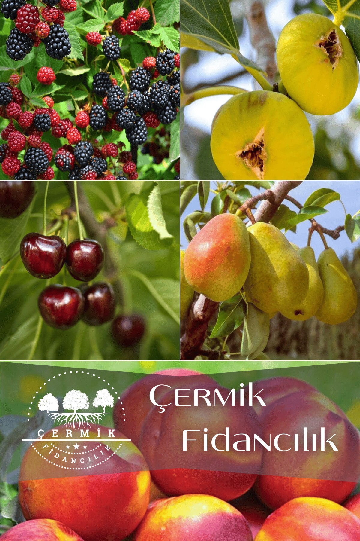 5 Çeşit Karışık Meyve Fidanı Böğürtlen , Nektarin , İncir , Kiraz Ve Armut