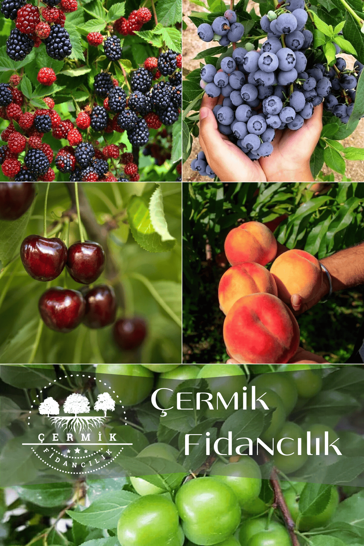 5 Çeşit Karışık Meyve Fidanı Böğürtlen , Şeftali , Yaban Mersini , Kiraz Ve Erik