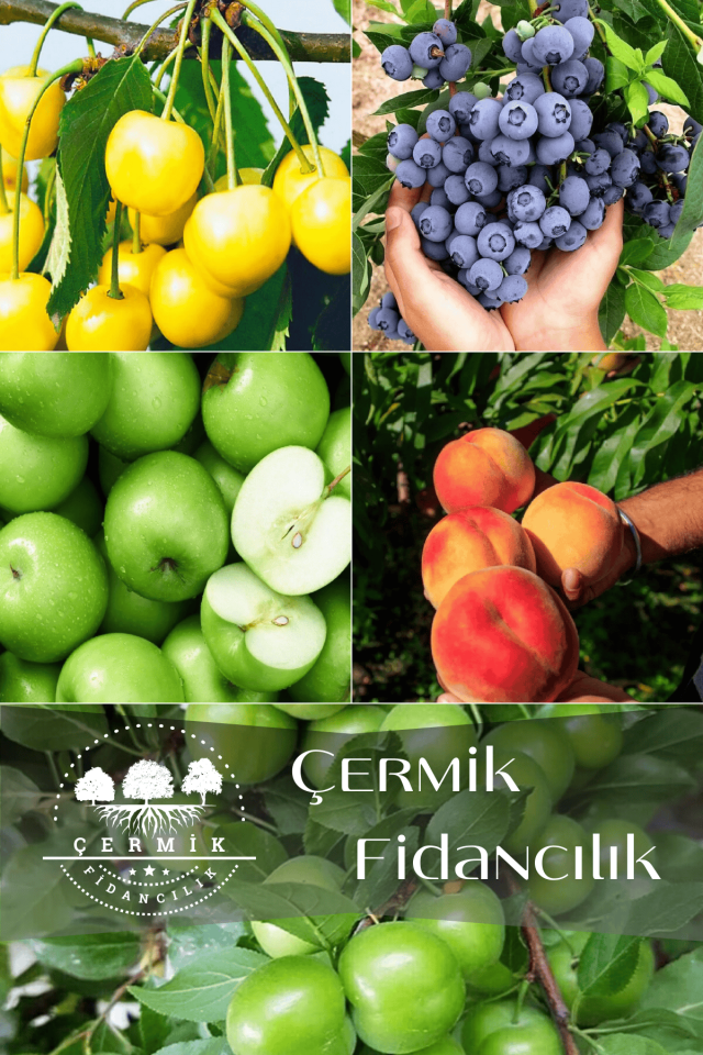 5 Çeşit Karışık Meyve Fidanı Sarı Kiraz, Yaban Mersini , Elma , Şeftal Ve Erik